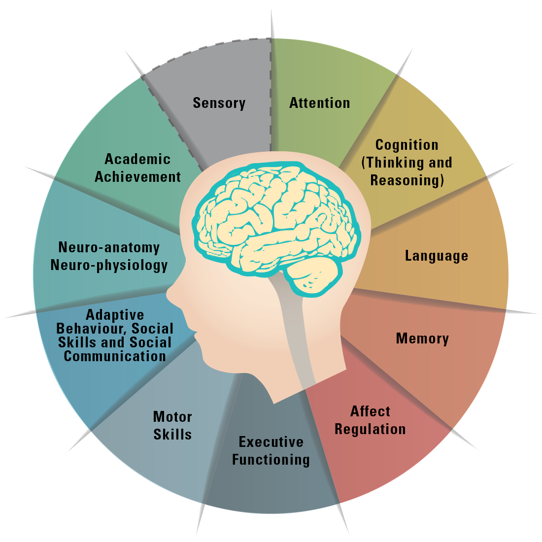 Brain-Domains-Pie-Chart3